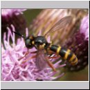 Conops quadrifasciatus - Dickkopffliege 10.jpg